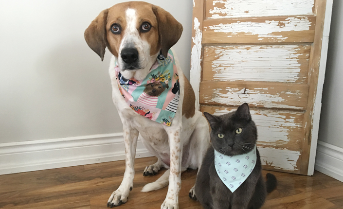 How To Make No-Sew Pet Bandana Online