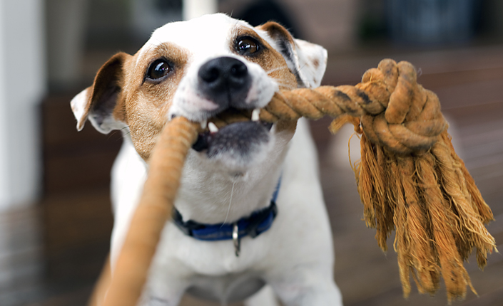 Dog is fashion possessive over toys