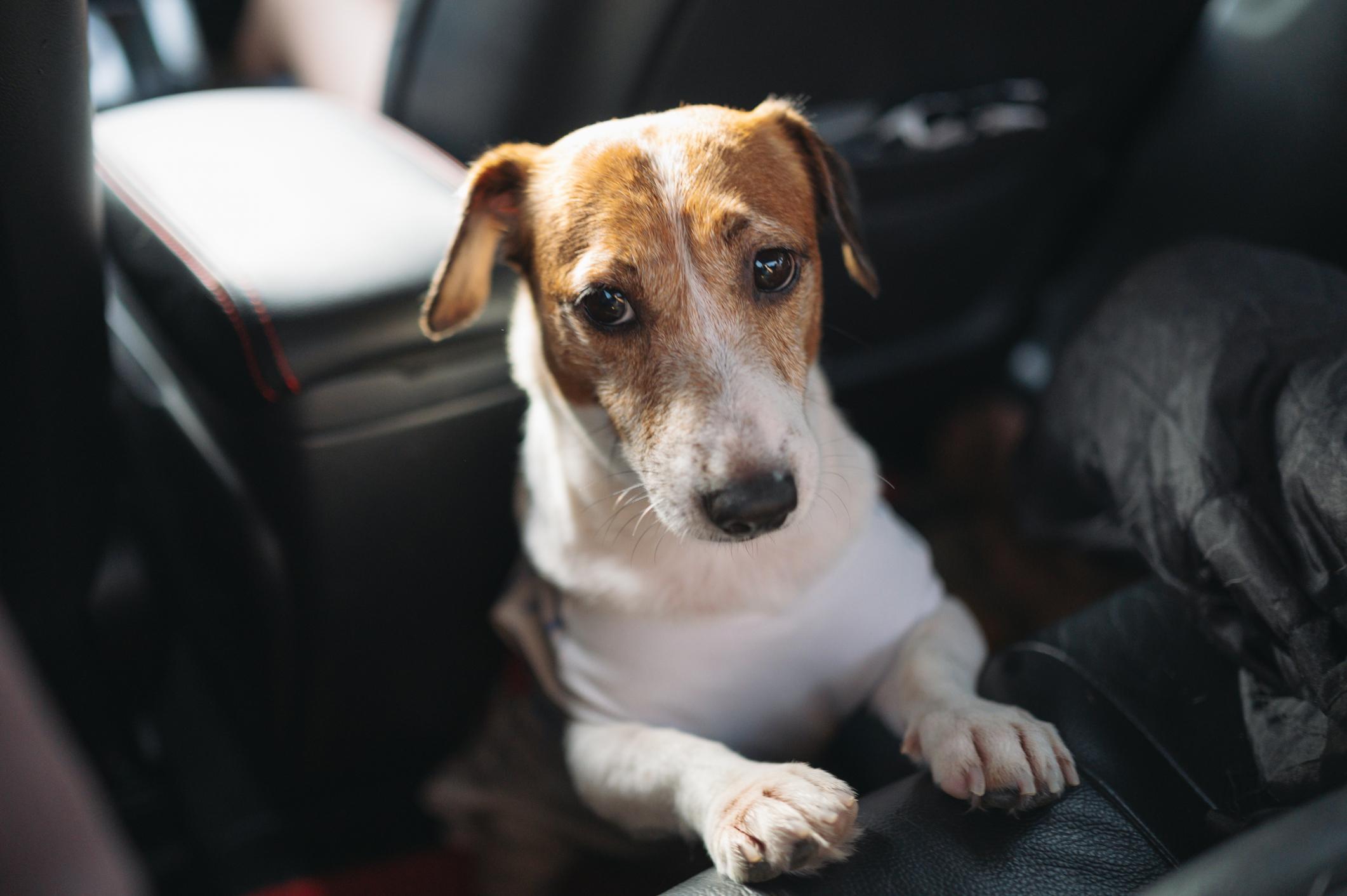 Sleepy jack russell dog in car