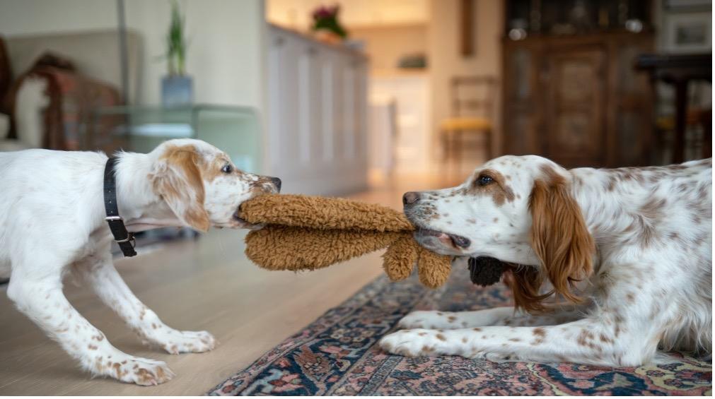 Two dogs playing tug with a toy