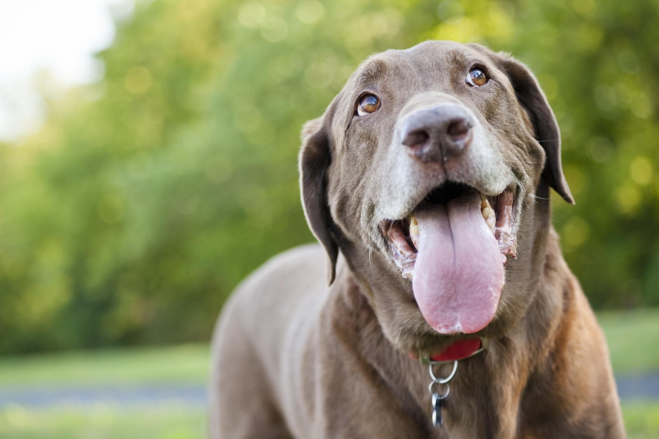 Chocolate Labrador panting outdoors