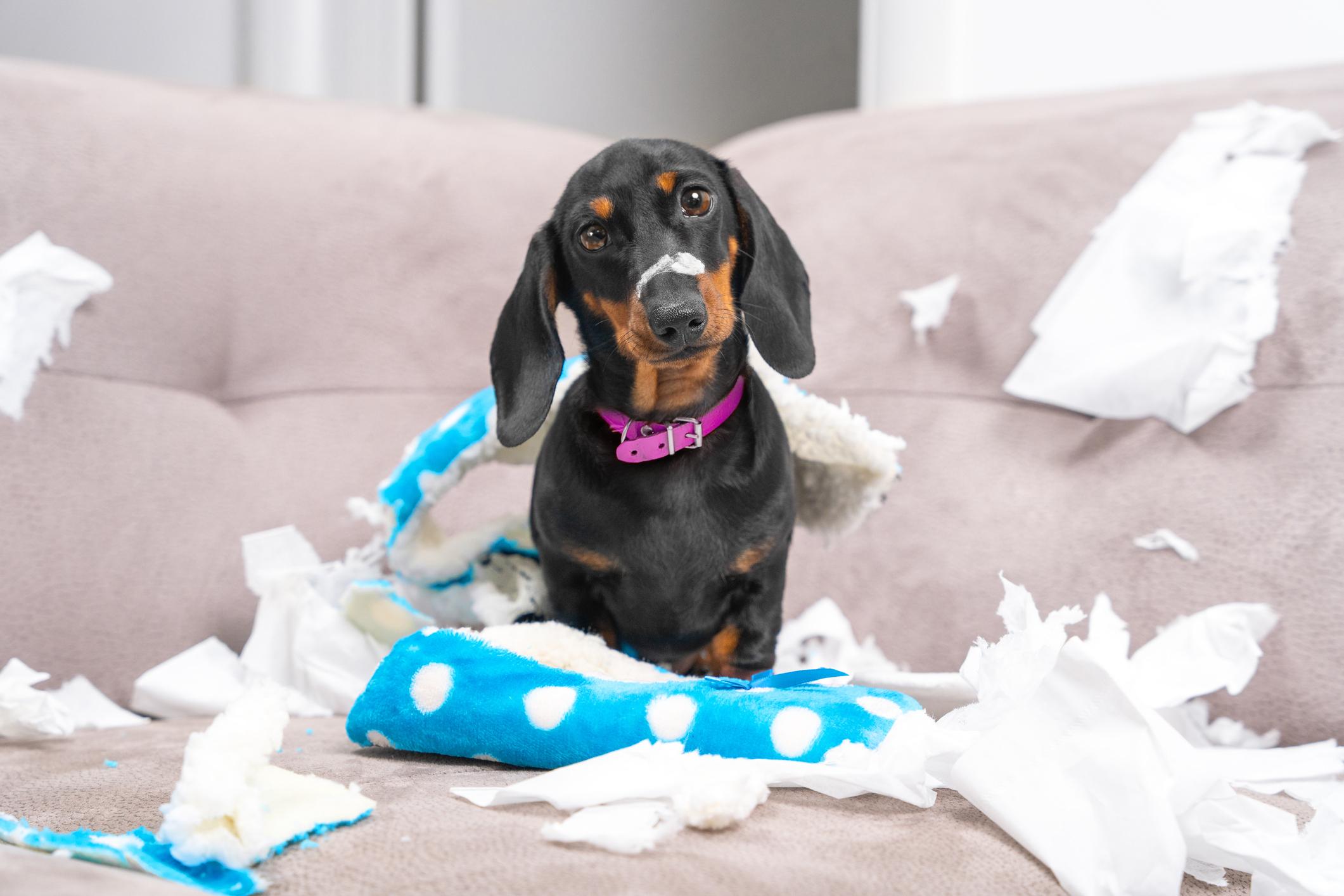 Dashound puppy sitting in the middle of chaos with torn paper