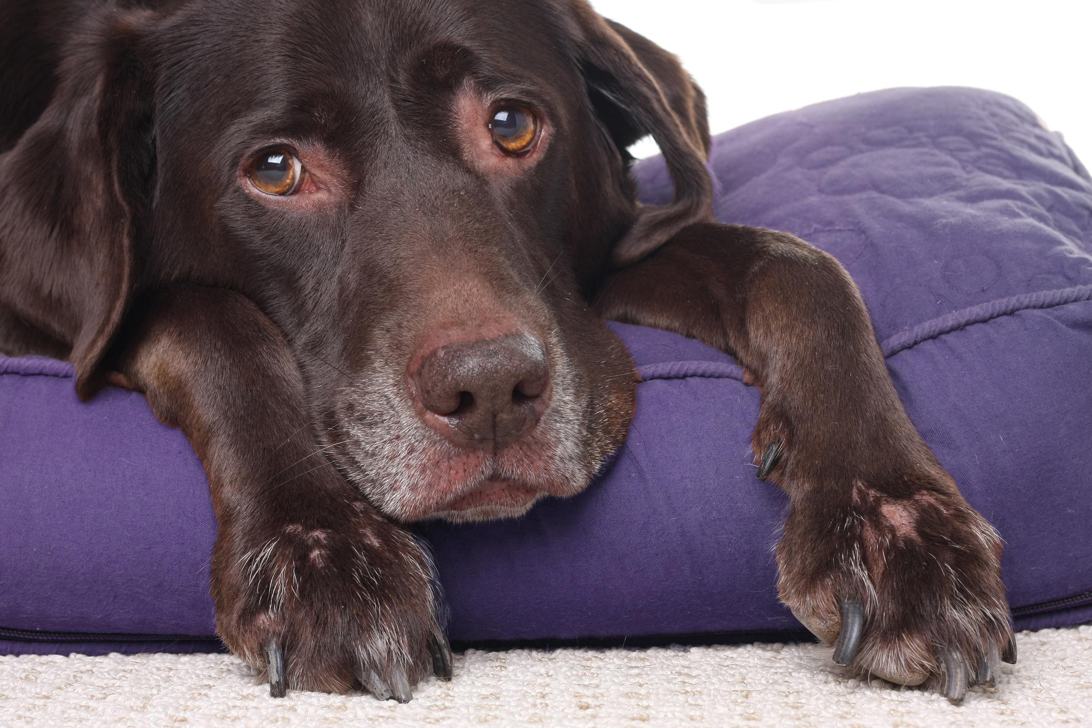 Sad looking Labrador Retriever laying on dog bed