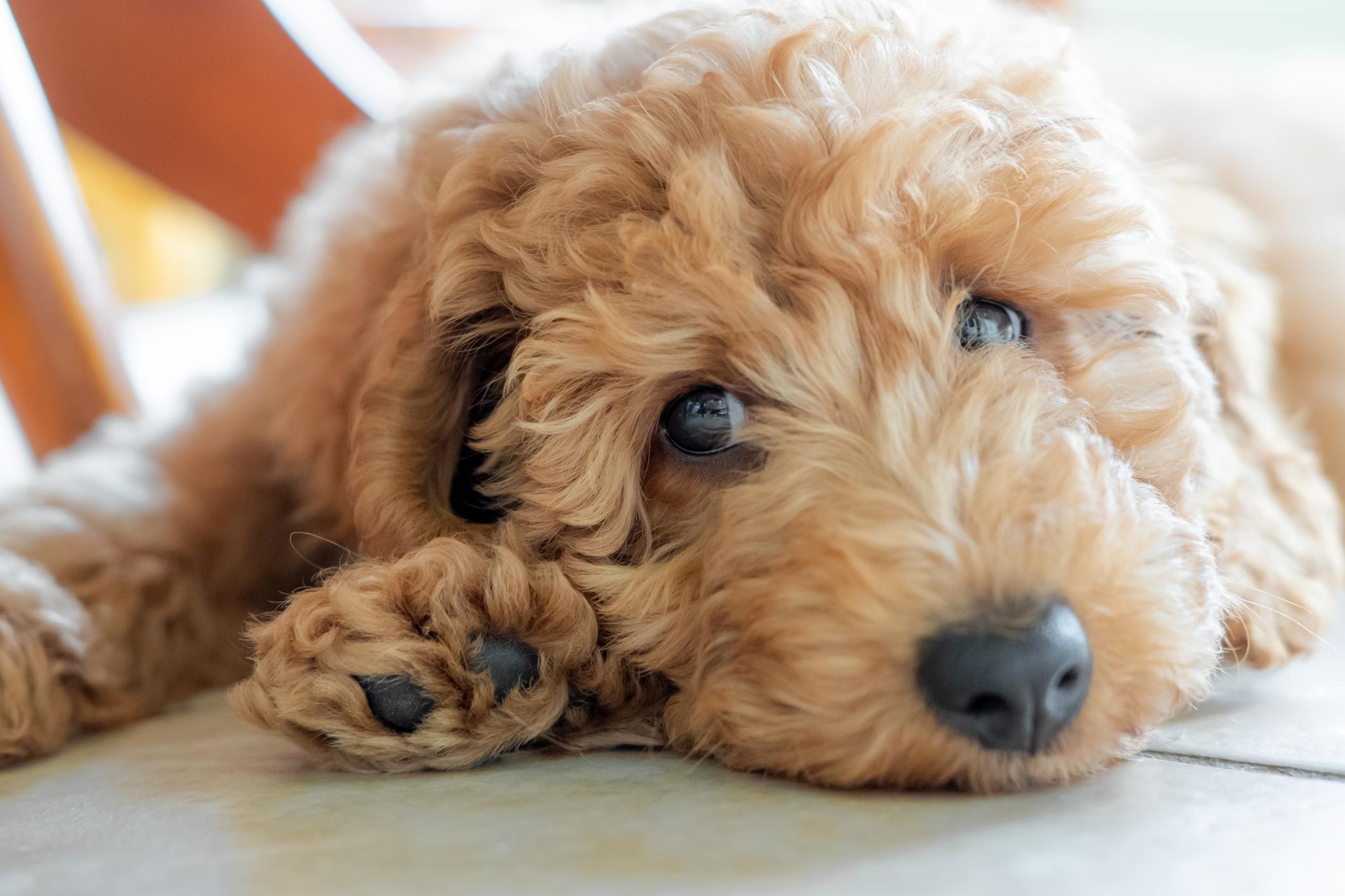 Labradoodle laying down looking into sad