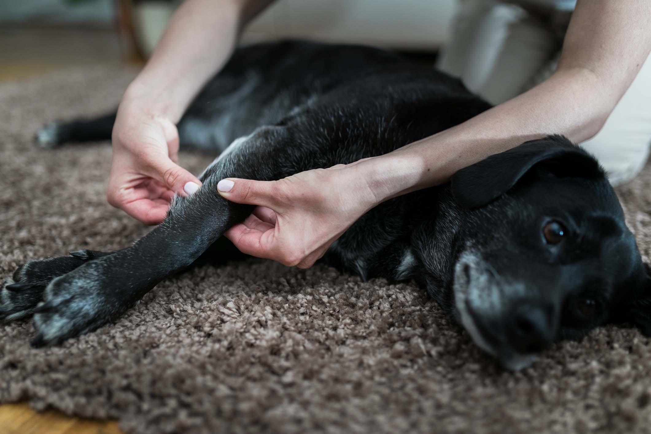 Massage therapy by a pet specialist, for an injury.