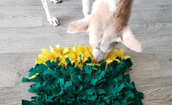 Help Your Pet Hit a Pot of Gold With This DIY Pets Plus Us