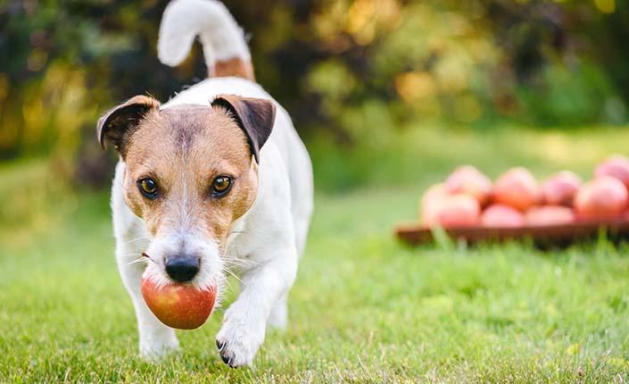 Healthy Fall Fruits and Vegetables for your Dog | Pets Plus Us