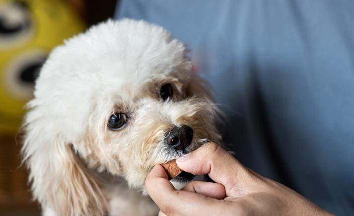 Heartworm medication store without a prescription