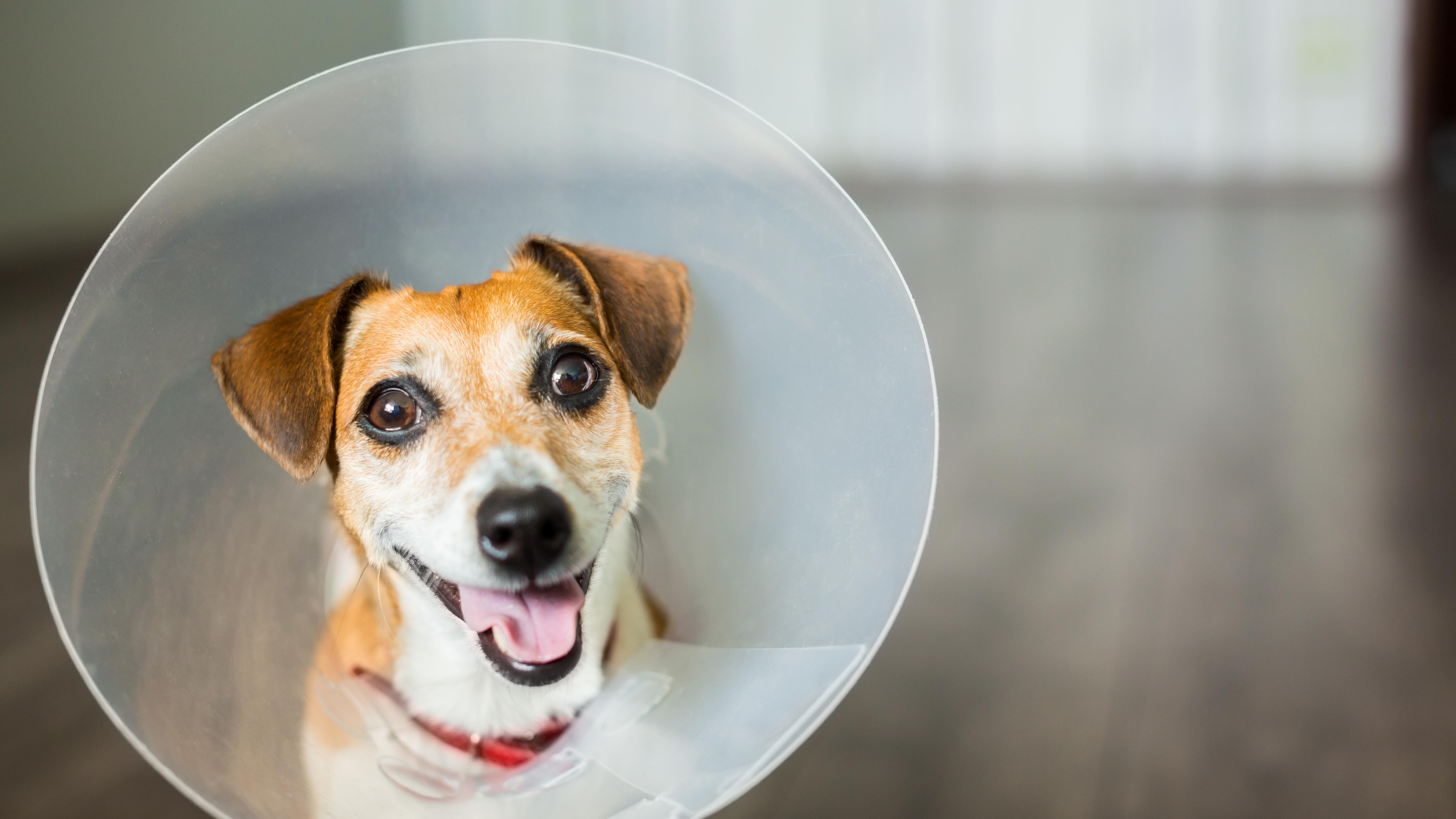 Benefits Of Spaying And Neutering Your Pet | Pets Plus Us