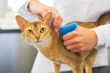 Cat getting a microchip implant