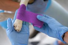 Veterinarian doctor bandages sore paw of dog at medical appointment