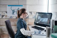 A female vet examining the x-ray image of the dog