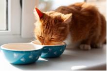 Orange tabby cat eating from dish