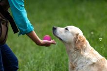 Hand offers a ball to Golden Retriever