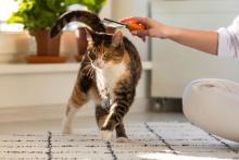 Cat being brushed by woman