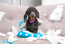 Dashound puppy sitting in the middle of chaos with torn paper