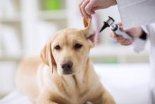 Ear checkup of labrador dog in vet 