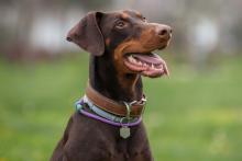 Young Doberman with collar is sitting on the grass