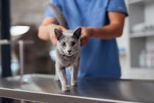 Grey cat at the vet