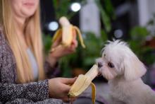 Young woman and dog eating banana