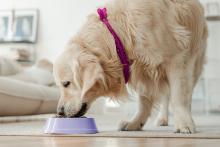 Golden retriever dog eating from bowl at home