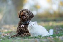 A Portuguese Waterdog and a white Persian cat laying outside in the grass together 