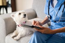 White dog with collar looking at the veterinarian