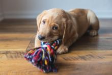 A cute labrador puppy lies on the floor playing with a colourful rope toy