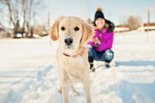 woman in background with Golden Retriever in the snow