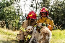 Firefighters petting rescued dogs outdoors