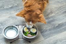 dog in the kitchen eating fresh food, including eggs from a bowl 