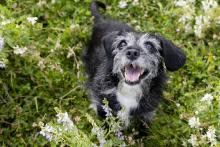 Senior dog in the flowers