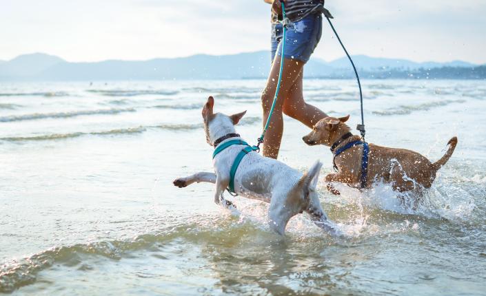 two leashed dogs playing on a beach with their owners