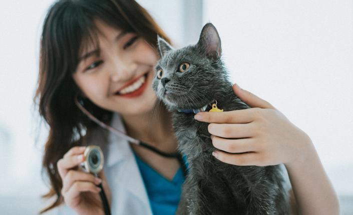 Female veterinarian doing a routine physical exams for the cat