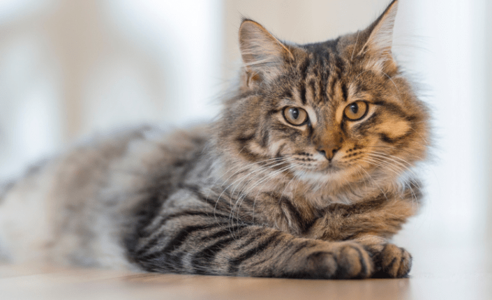 brown medium haired cat on floor