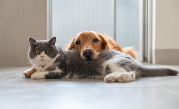 British Shorthair and Golden Retriever laying together