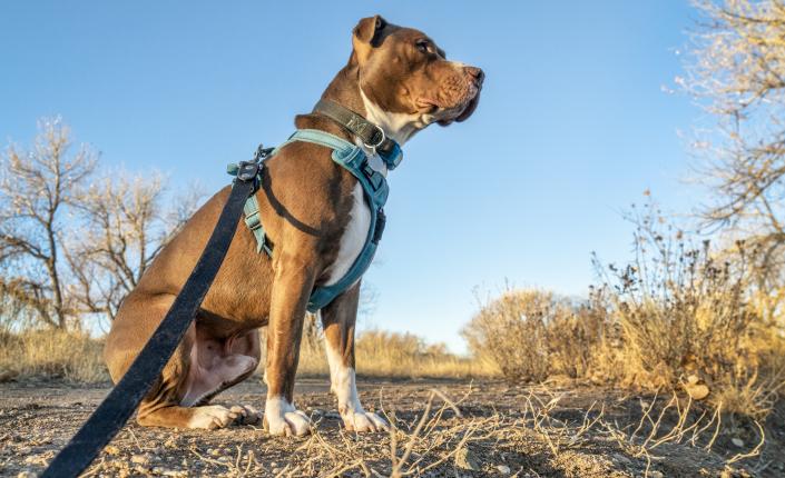 Young pit bull terrier dog in no pull harness sitting during outdoor walk