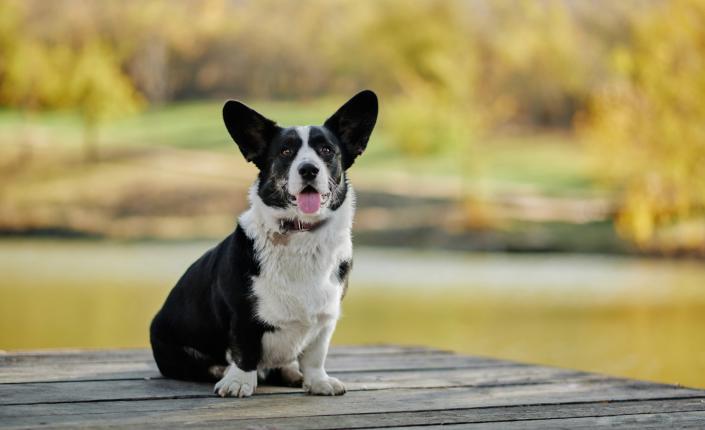 Corgi sitting on a dock with an autumn nature view