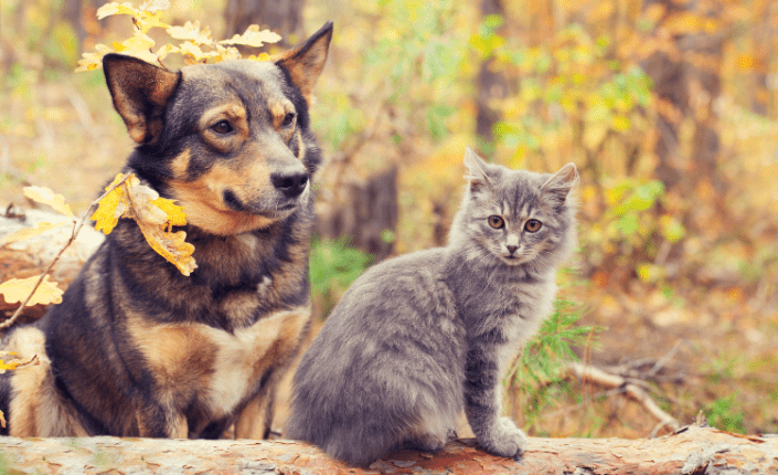 Dog and cat best friends sitting together outdoors in autumn forest