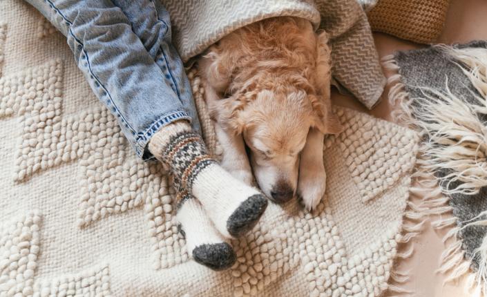 A cozy golden retriever lying next to a person wearing warm, festive socks