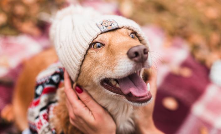 A happy dog wearing a scarf and knit hat getting pets