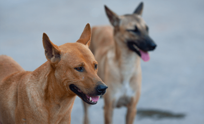 two potcake dogs