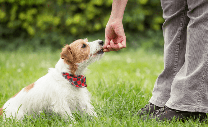 Puppy being trained with treats