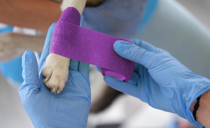 Veterinarian doctor bandages sore paw of dog at medical appointment