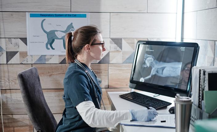 A female vet examining the x-ray image of the dog