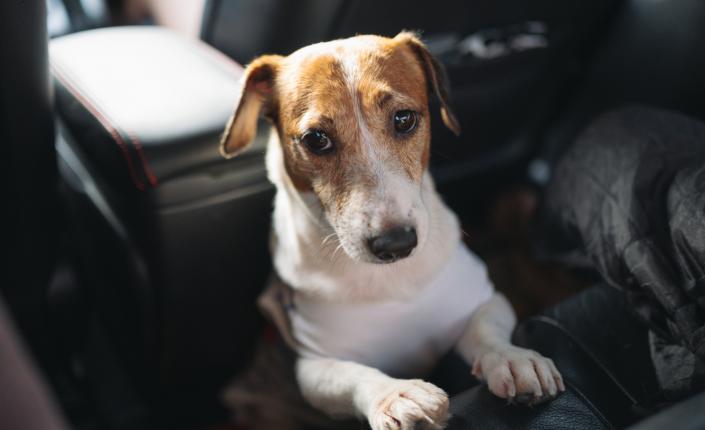 Sleepy jack russell dog in car