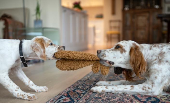 Two dogs playing tug with a toy