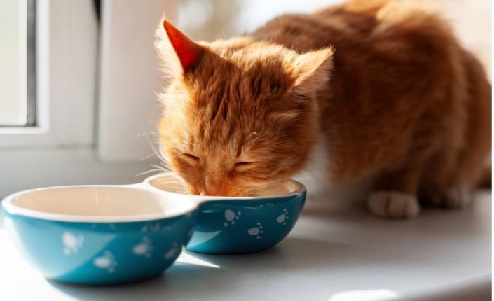 Orange tabby cat eating from dish