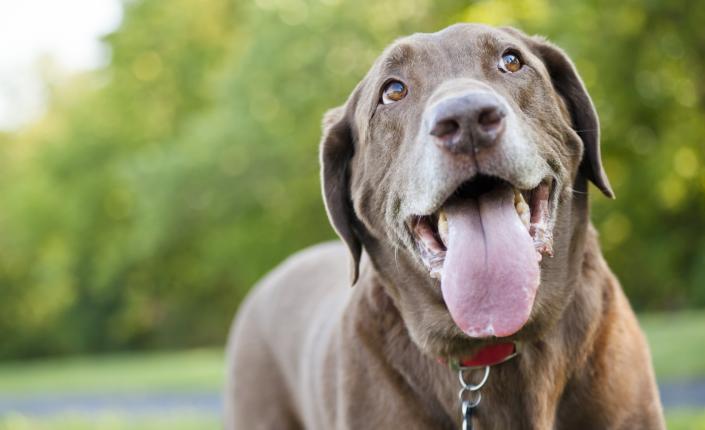 Chocolate Labrador panting outdoors