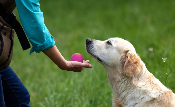 Hand offers a ball to Golden Retriever